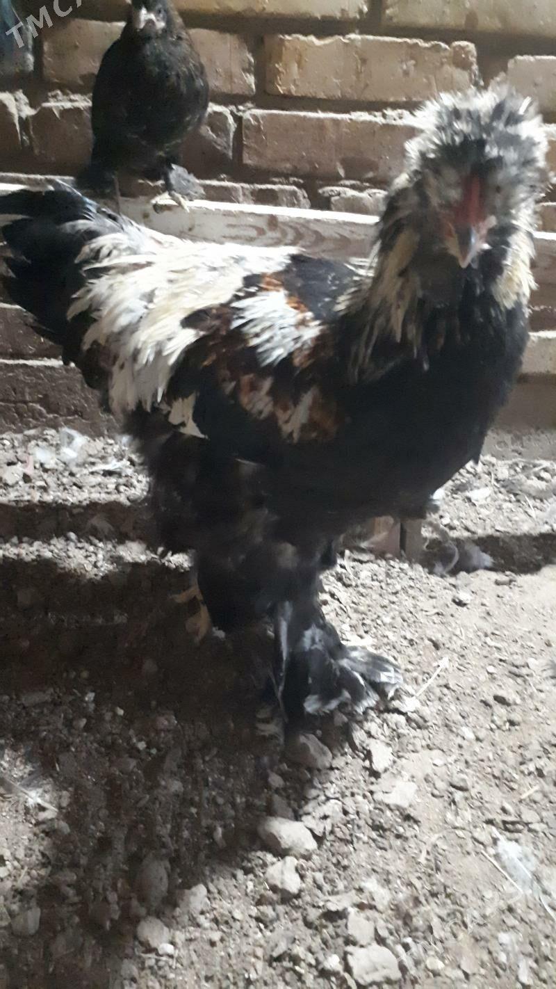 brama 6 aylyk - Туркменабат - img 5