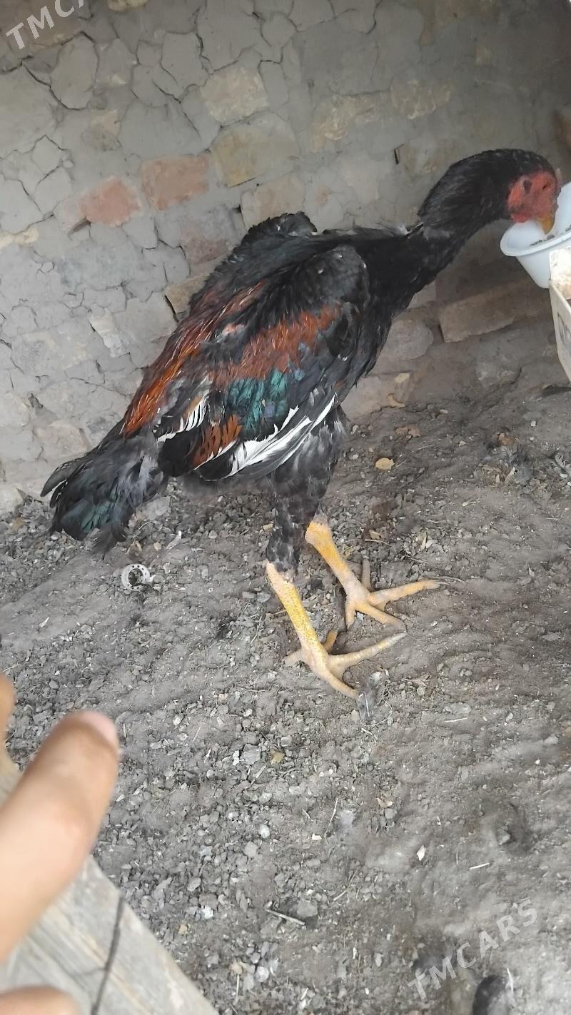 baysy juje - Саят - img 3