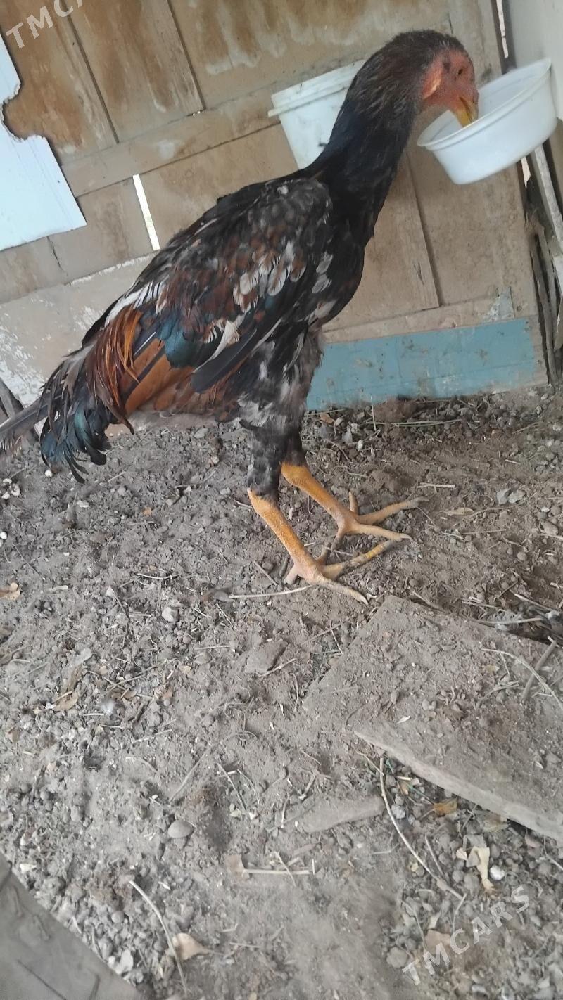 baysy juje - Саят - img 2