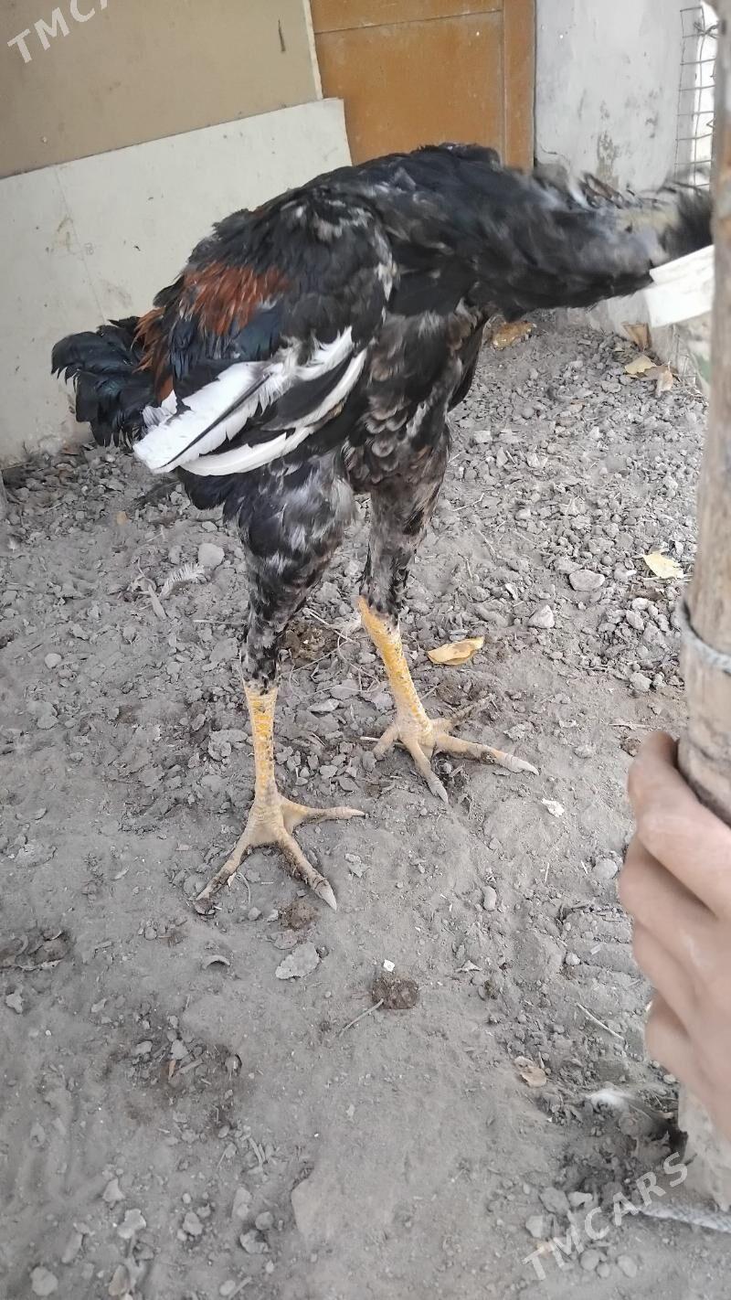 baysy juje - Саят - img 1