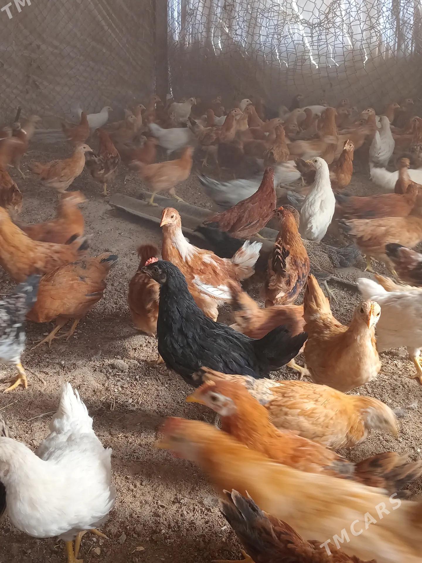 Towuk juyjeler - Сакарчага - img 3