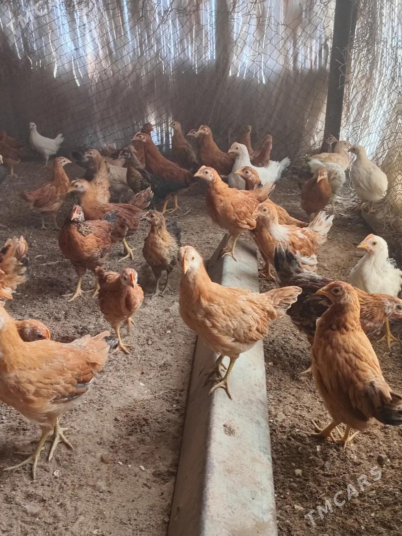 Towuk juyjeler - Сакарчага - img 7