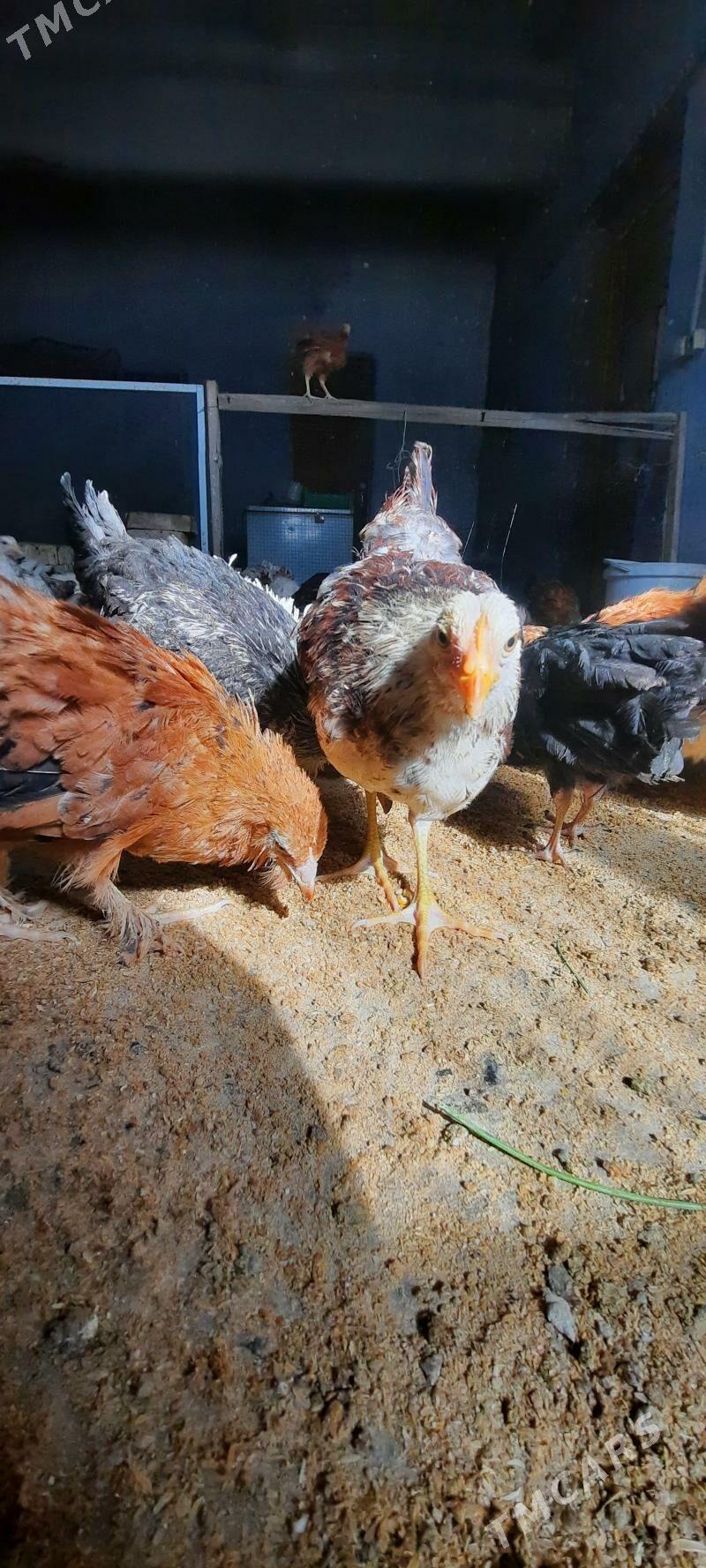 Juje - Чарджоу - img 1