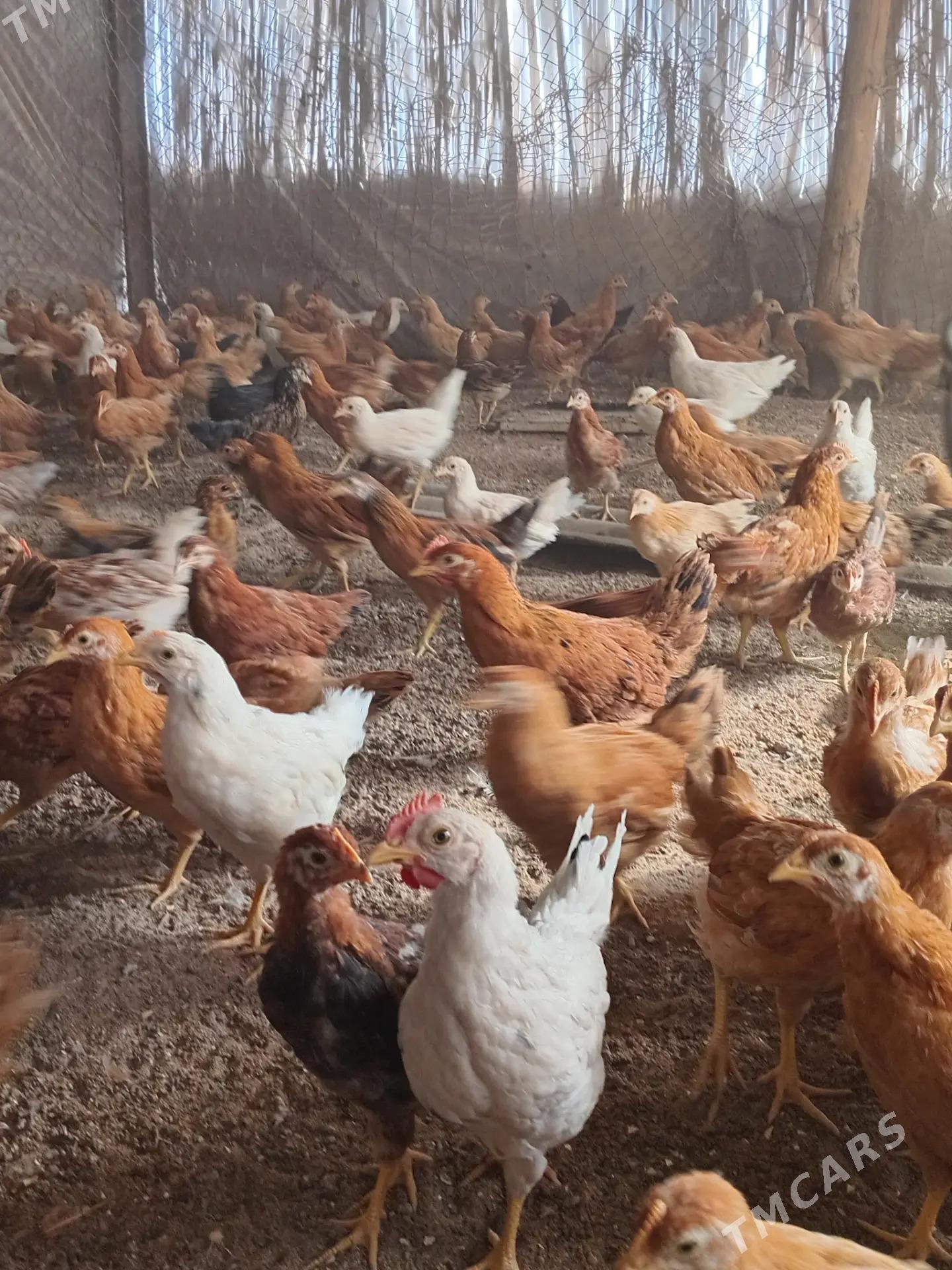 Towuk juyjeler - Сакарчага - img 1