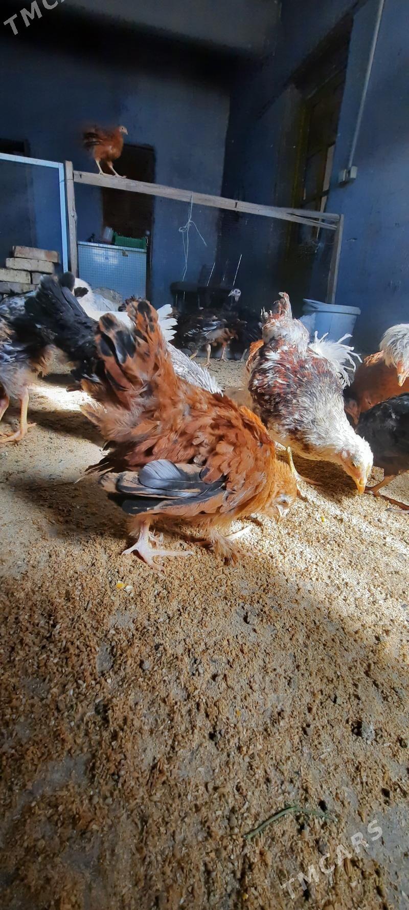 Juje - Чарджоу - img 3