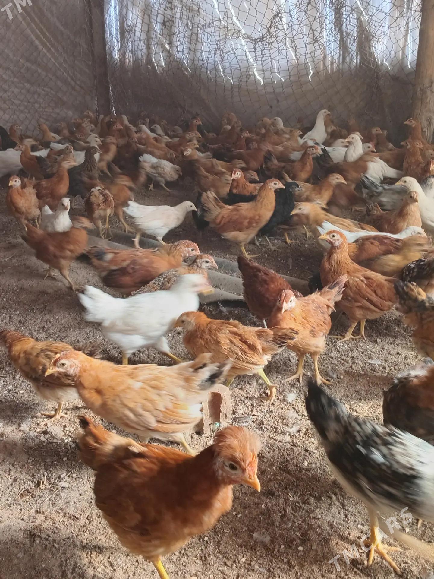 Towuk juyjeler - Сакарчага - img 8