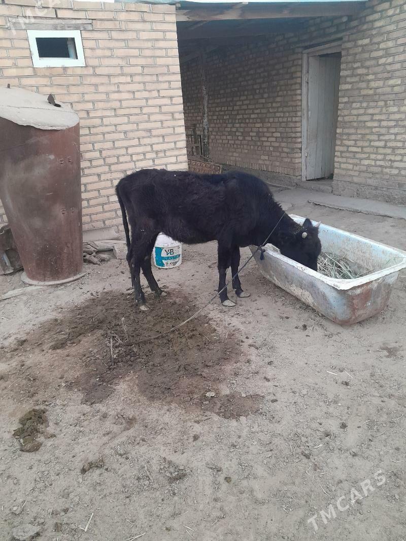 gulajyn gole - Мары - img 3