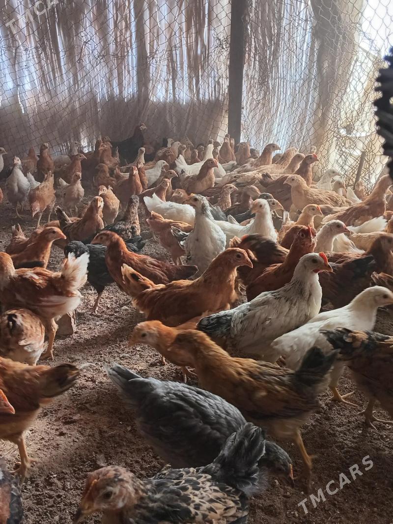 Towuk juyjeler - Сакарчага - img 2