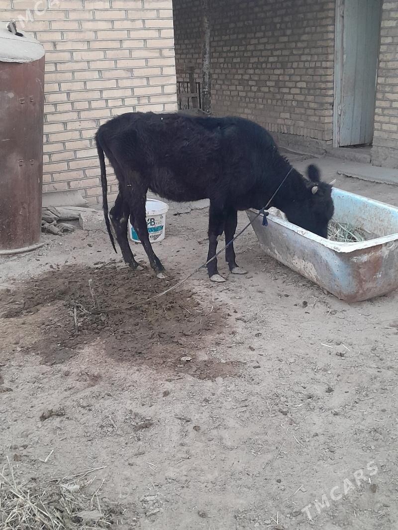 gulajyn gole - Мары - img 2