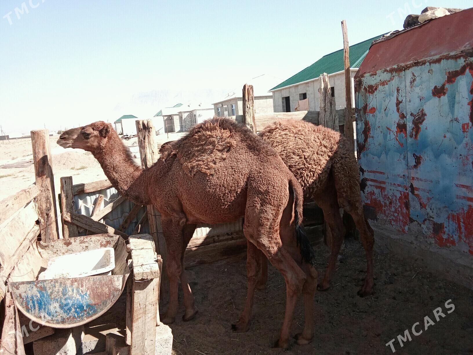 Torum  ikisi bile - Джебел - img 1