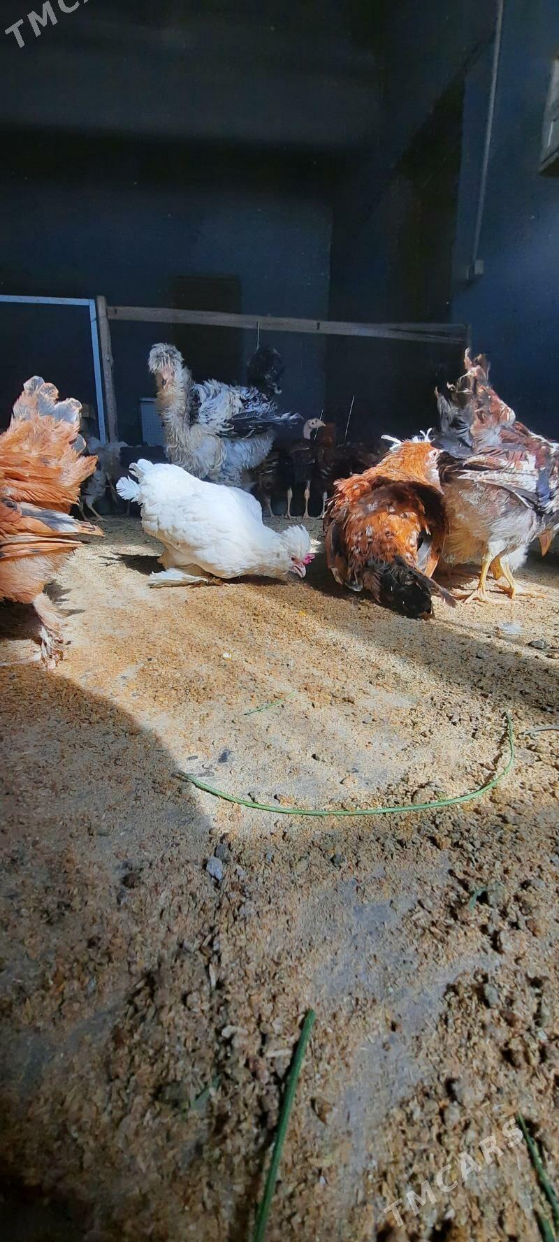 Juje - Чарджоу - img 4