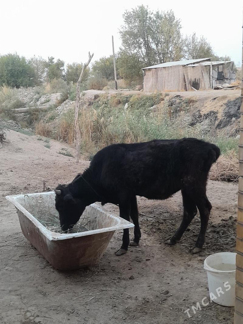 gulajyn gole - Мары - img 1