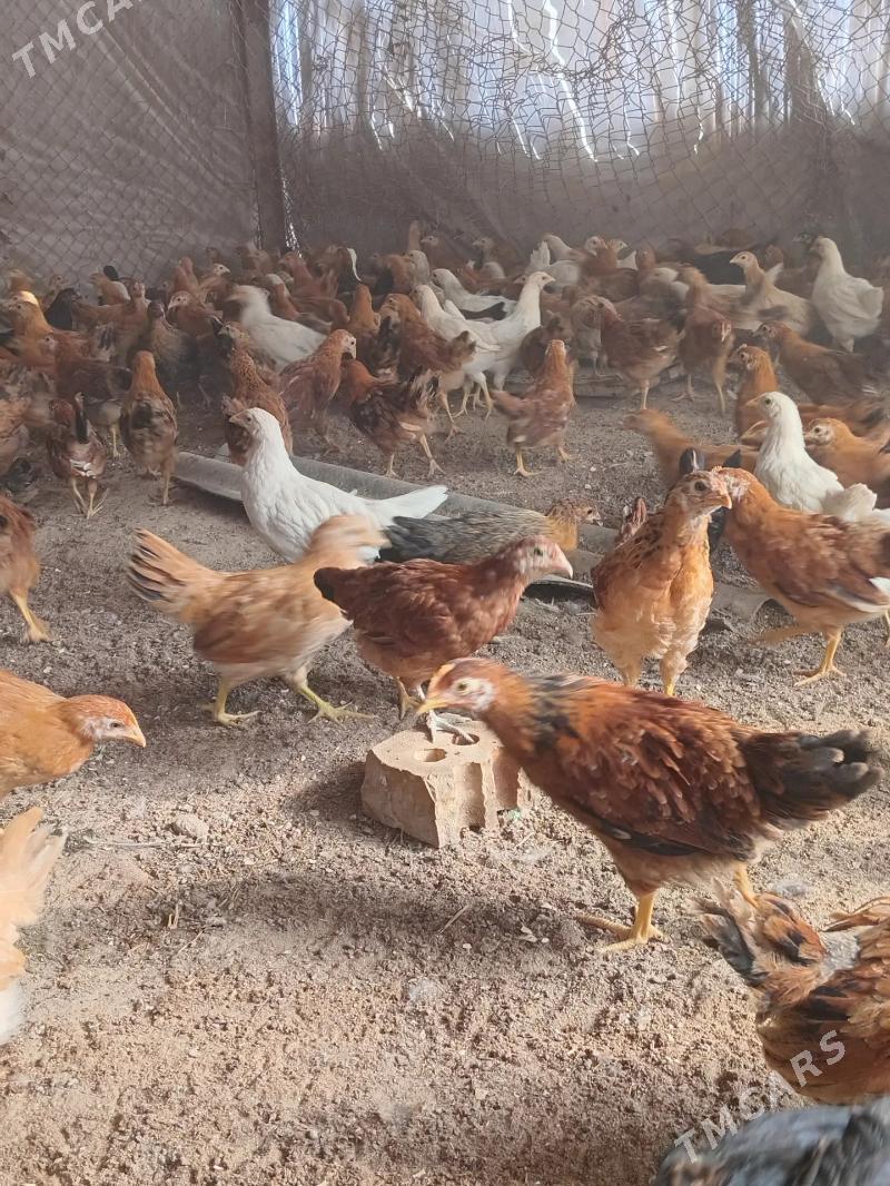 Towuk juyjeler - Сакарчага - img 6