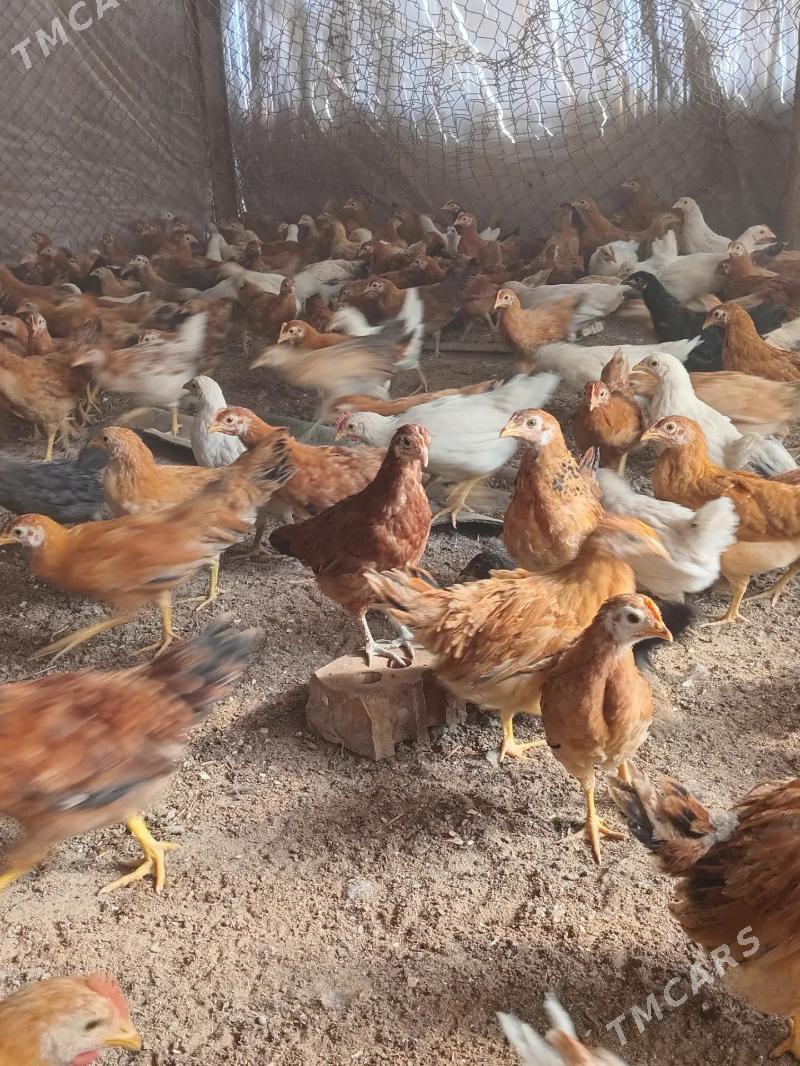 Towuk juyjeler - Сакарчага - img 5