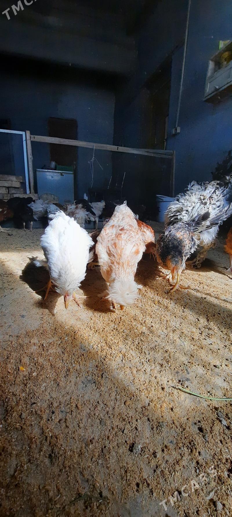 Juje - Чарджоу - img 2