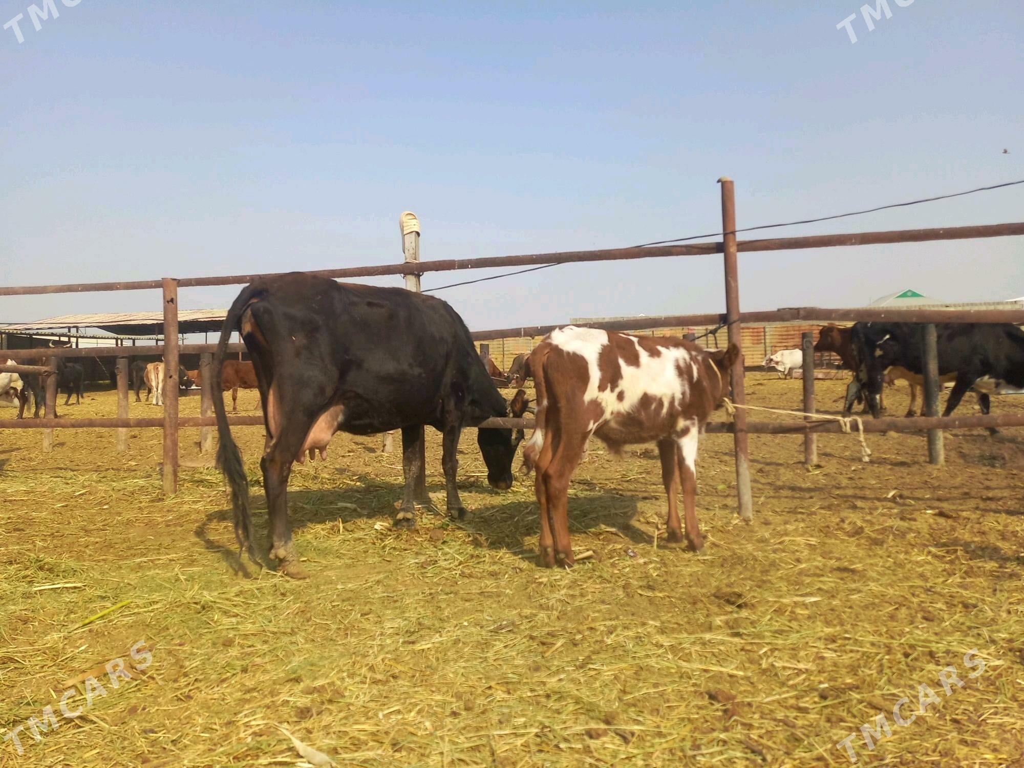 göleli. - Векильбазар - img 2