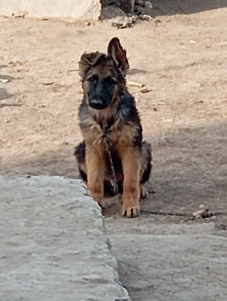 Немецкий Афчараа - Дашогуз - img 5