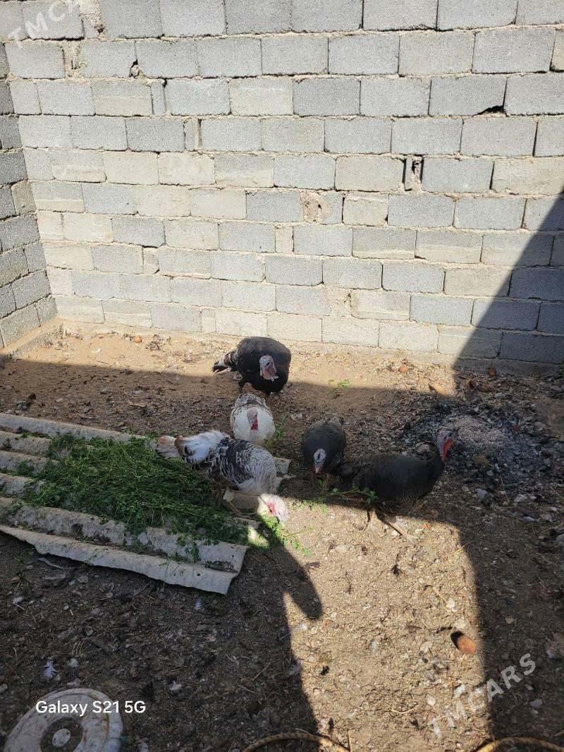 induk - Bagyr - img 1