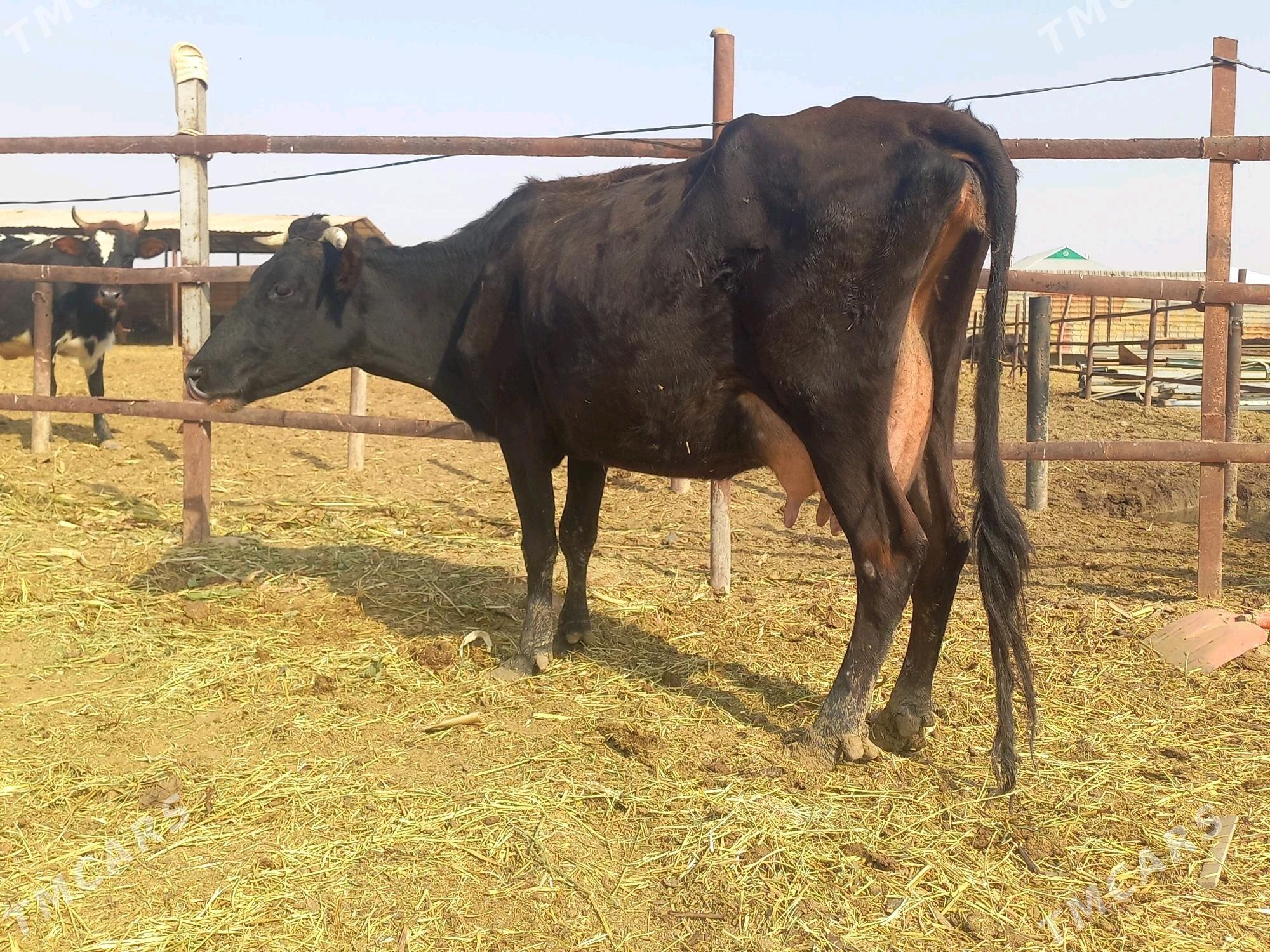 göleli. - Векильбазар - img 3