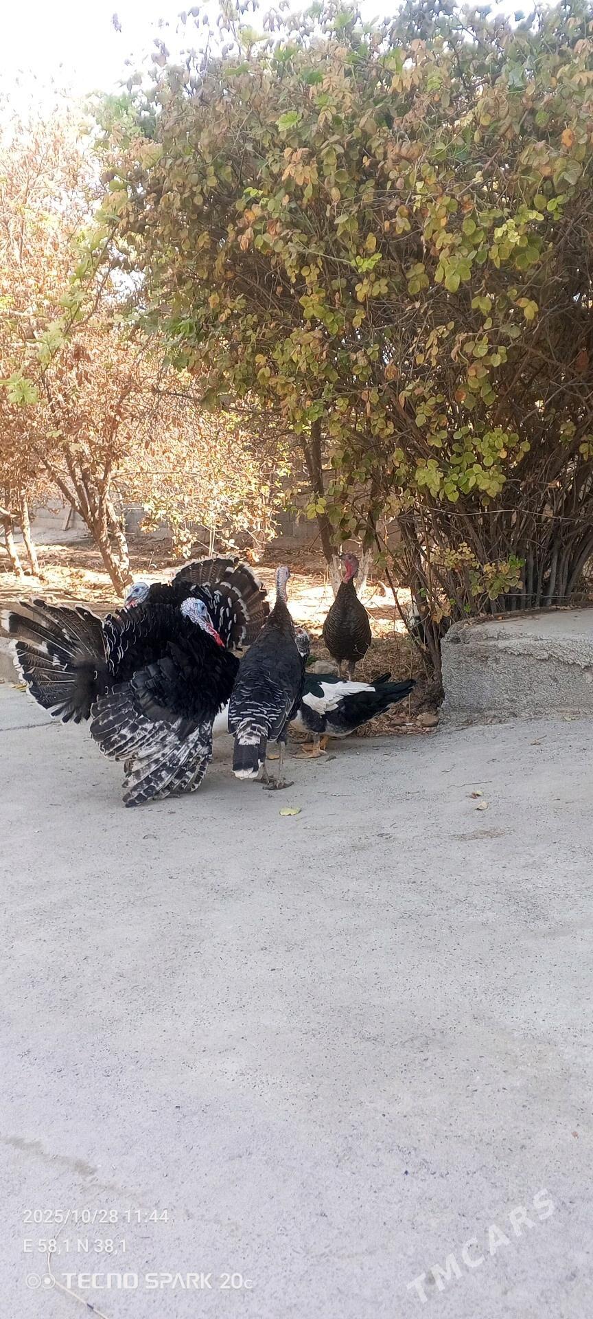 induskaa - Arkadag - img 4