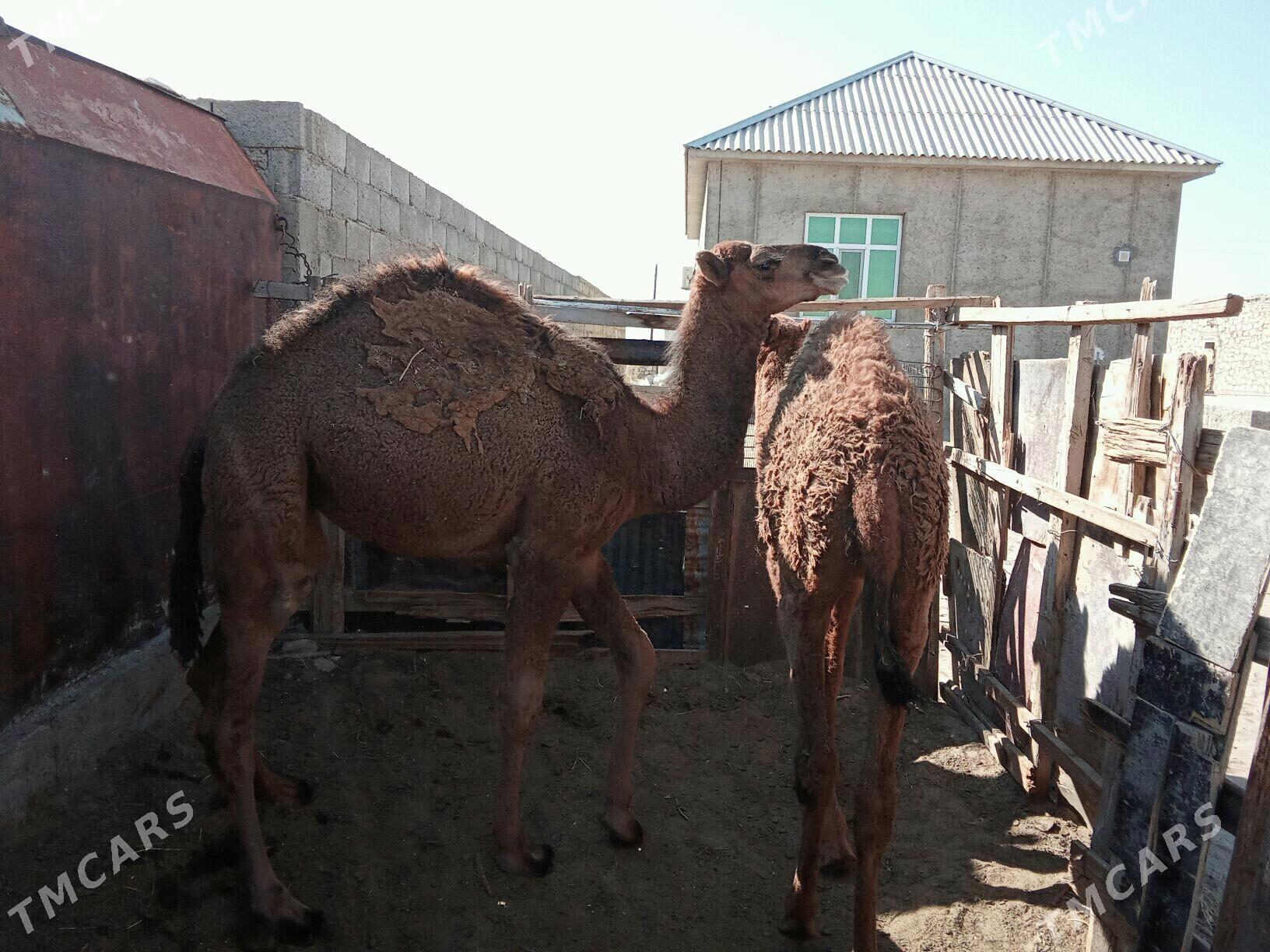 Torum  ikisi bile - Джебел - img 2