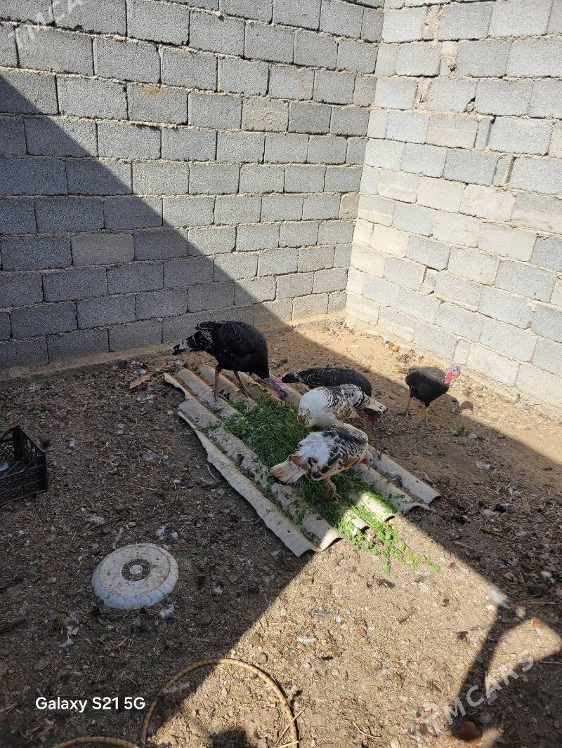 induk - Bagyr - img 4