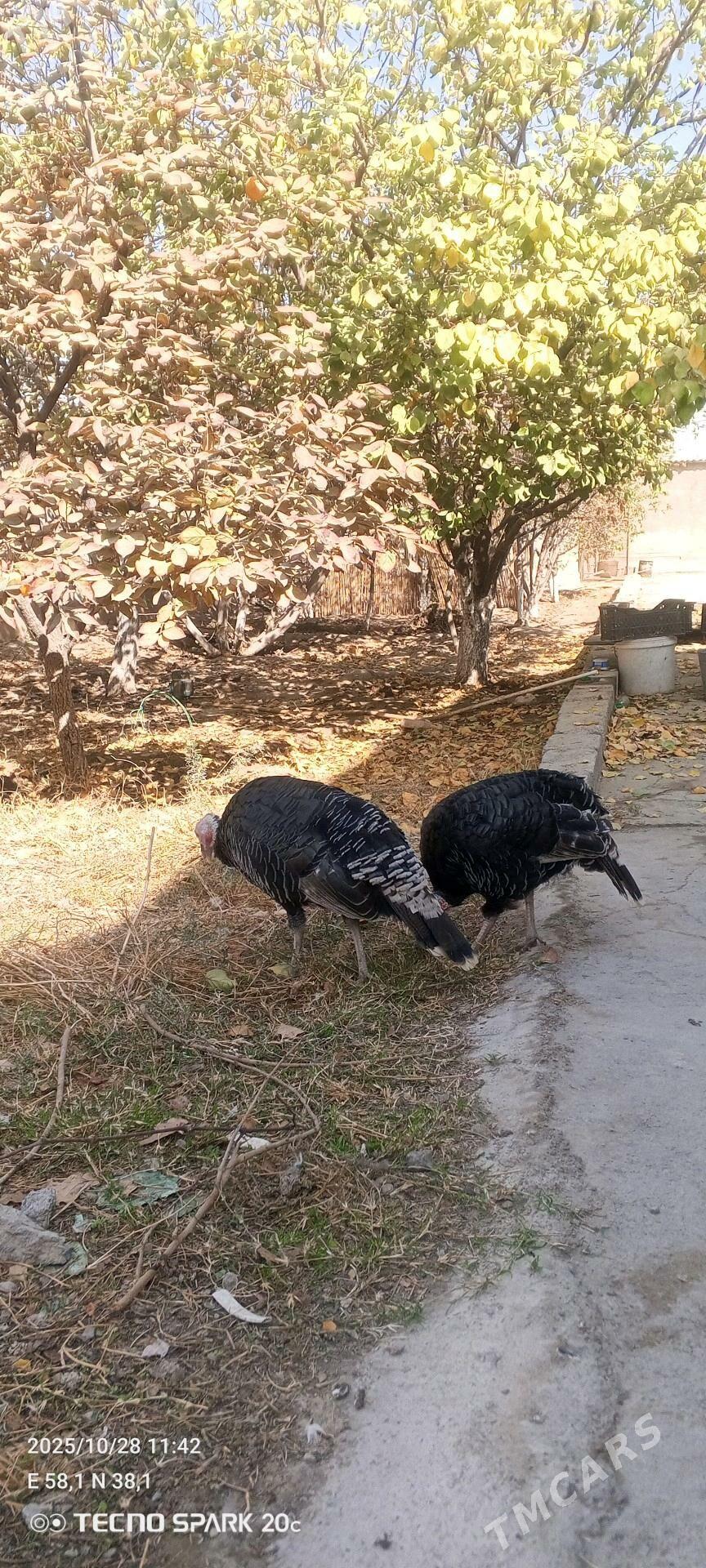 induskaa - Arkadag - img 2