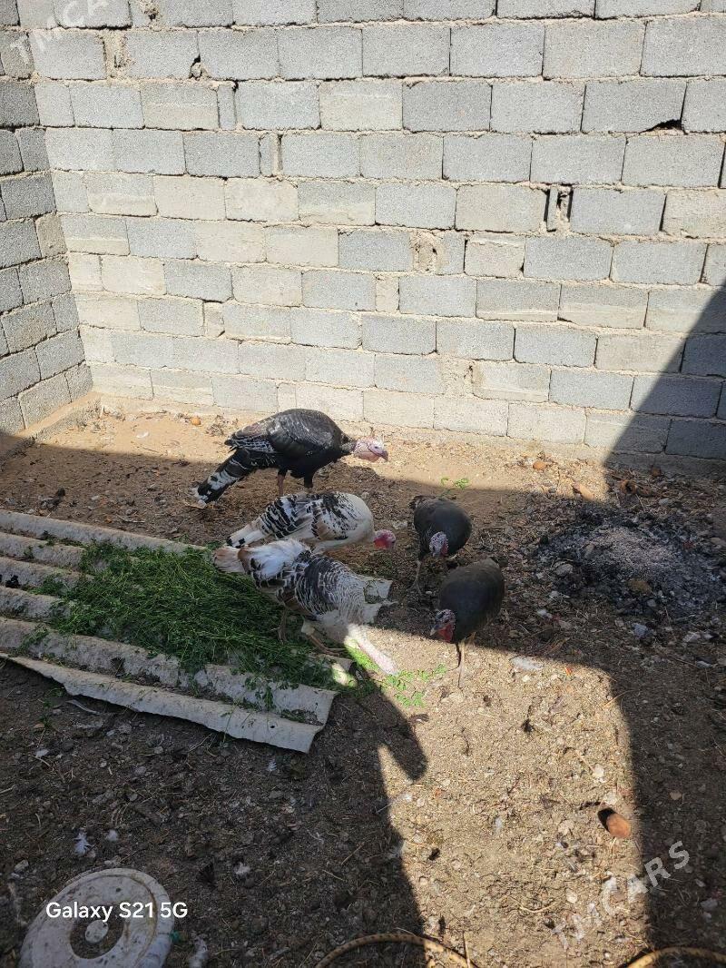 induk - Bagyr - img 2