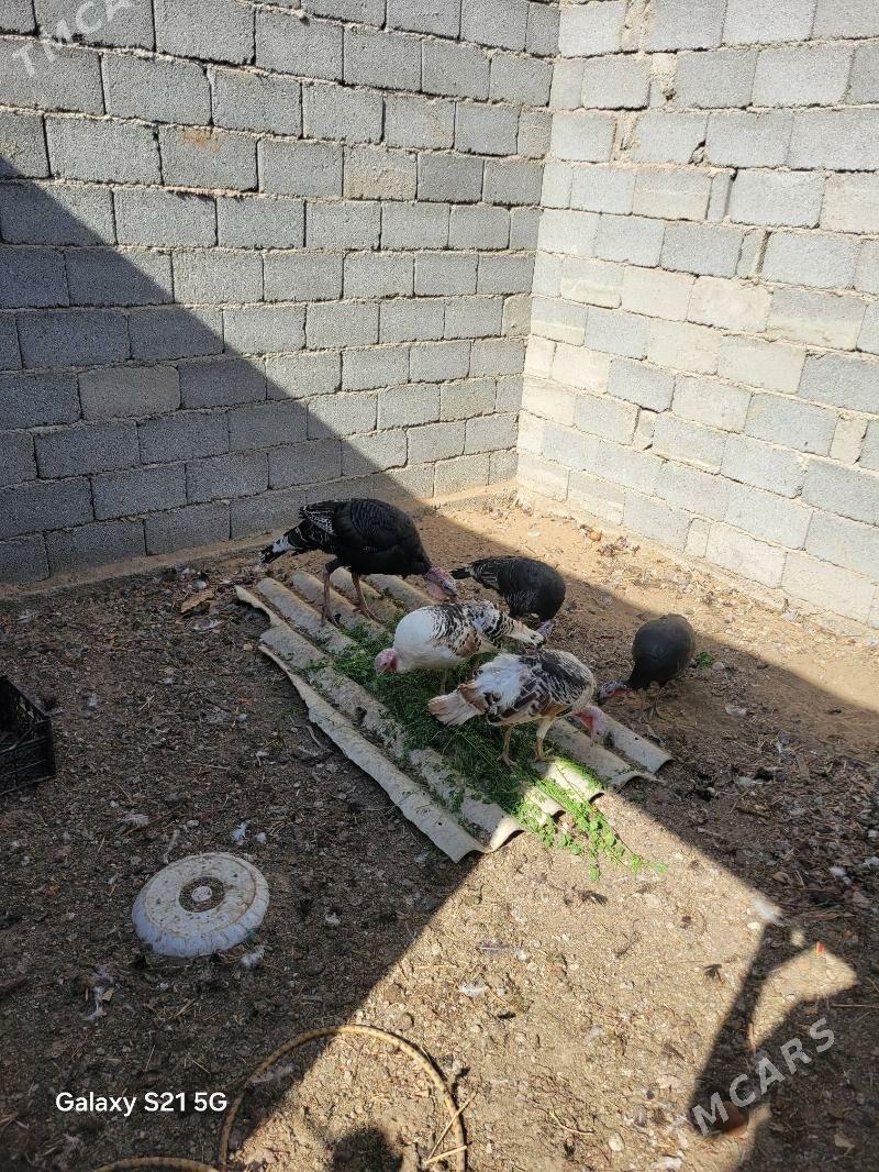 induk - Bagyr - img 3