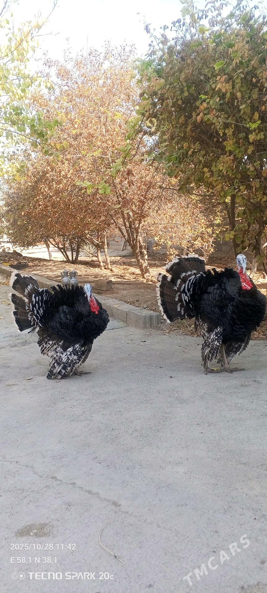 induskaa - Arkadag - img 3