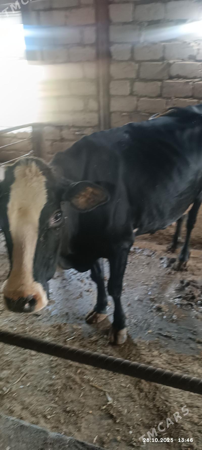 gysyr sygyr - Яшлык - img 1