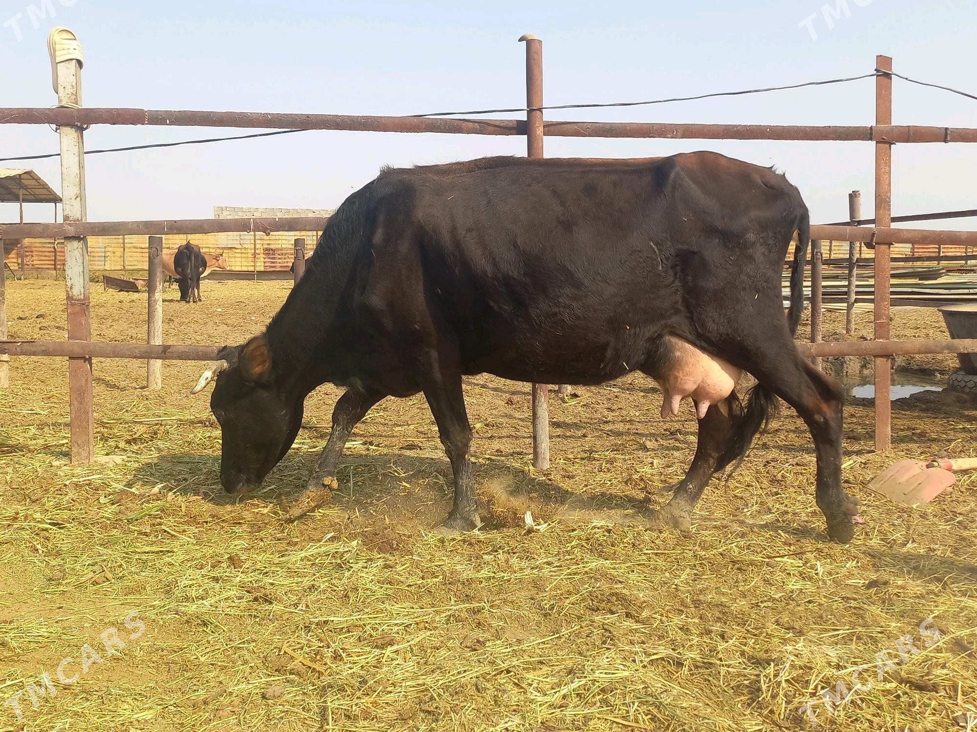 göleli. - Векильбазар - img 4