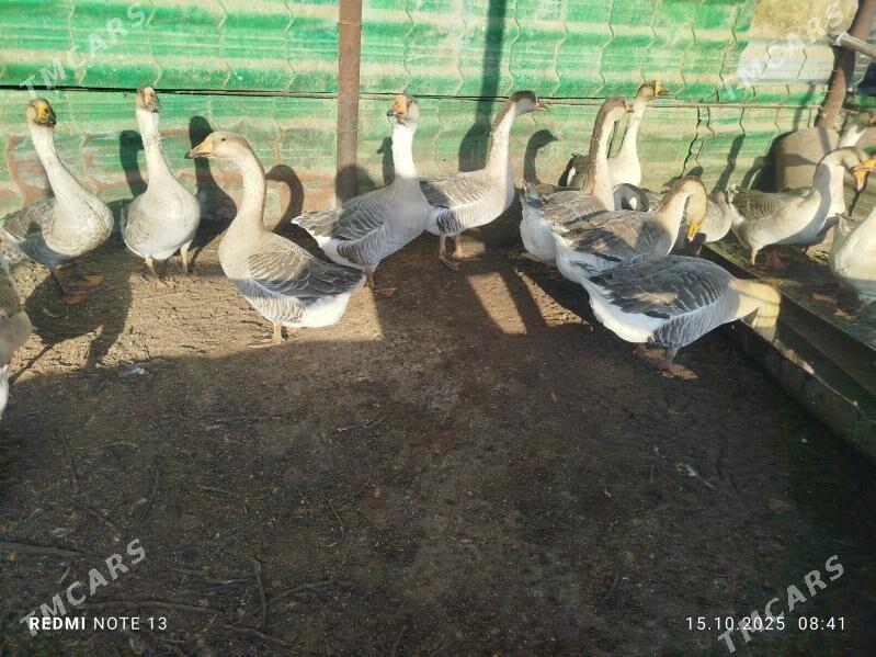 guva gaz - Туркменабат - img 4