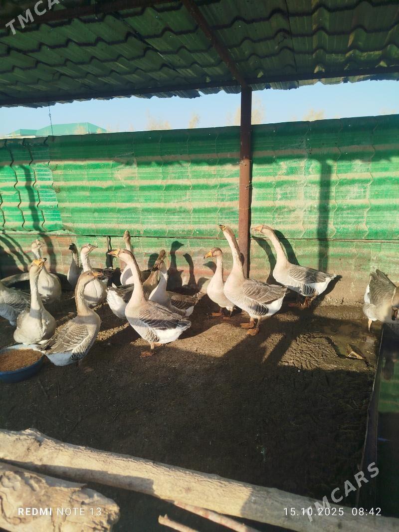 guva gaz - Туркменабат - img 3