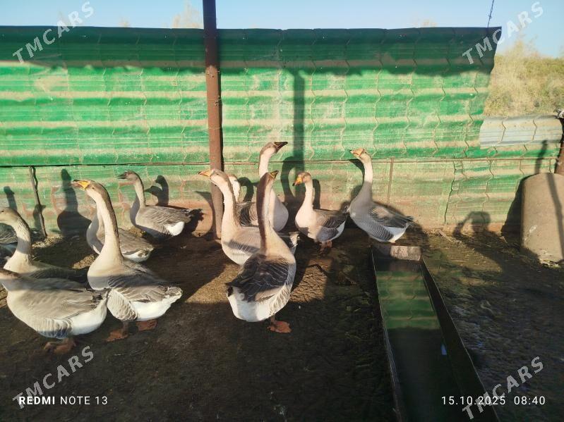 guva gaz - Туркменабат - img 2