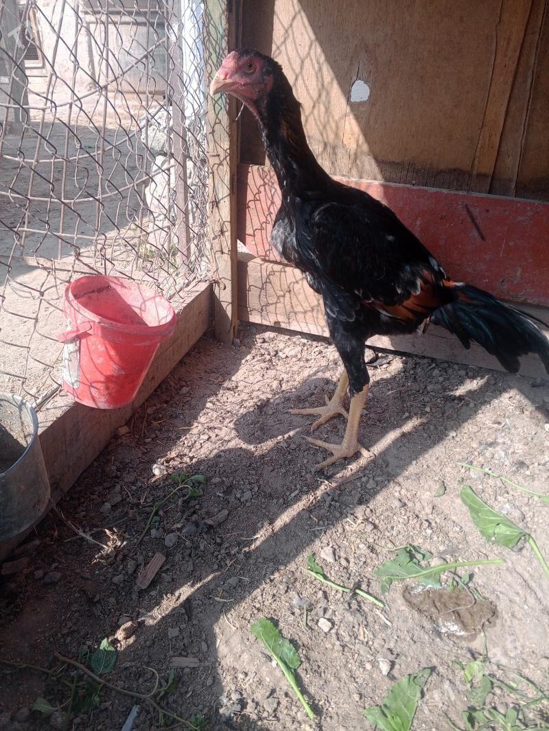 horaz jujeler - Фарап - img 5