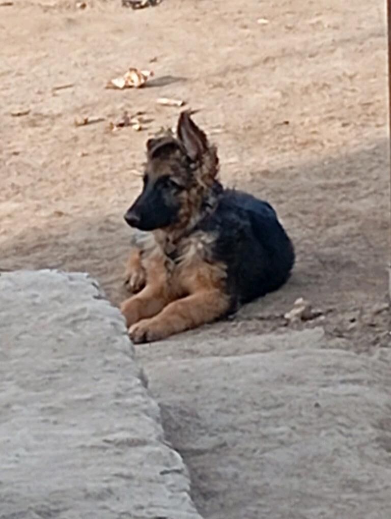 Немецкий Афчараа - Дашогуз - img 4