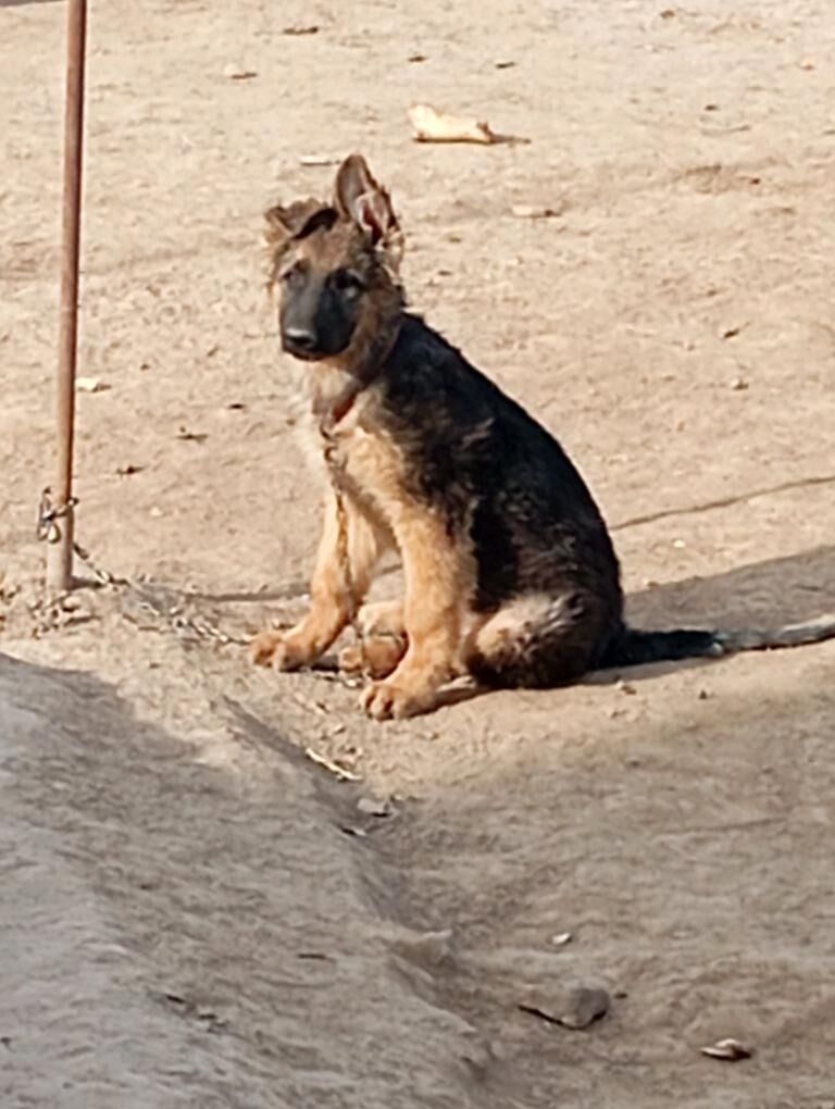 Немецкий Афчараа - Дашогуз - img 1