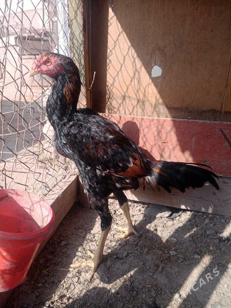 horaz jujeler - Фарап - img 7