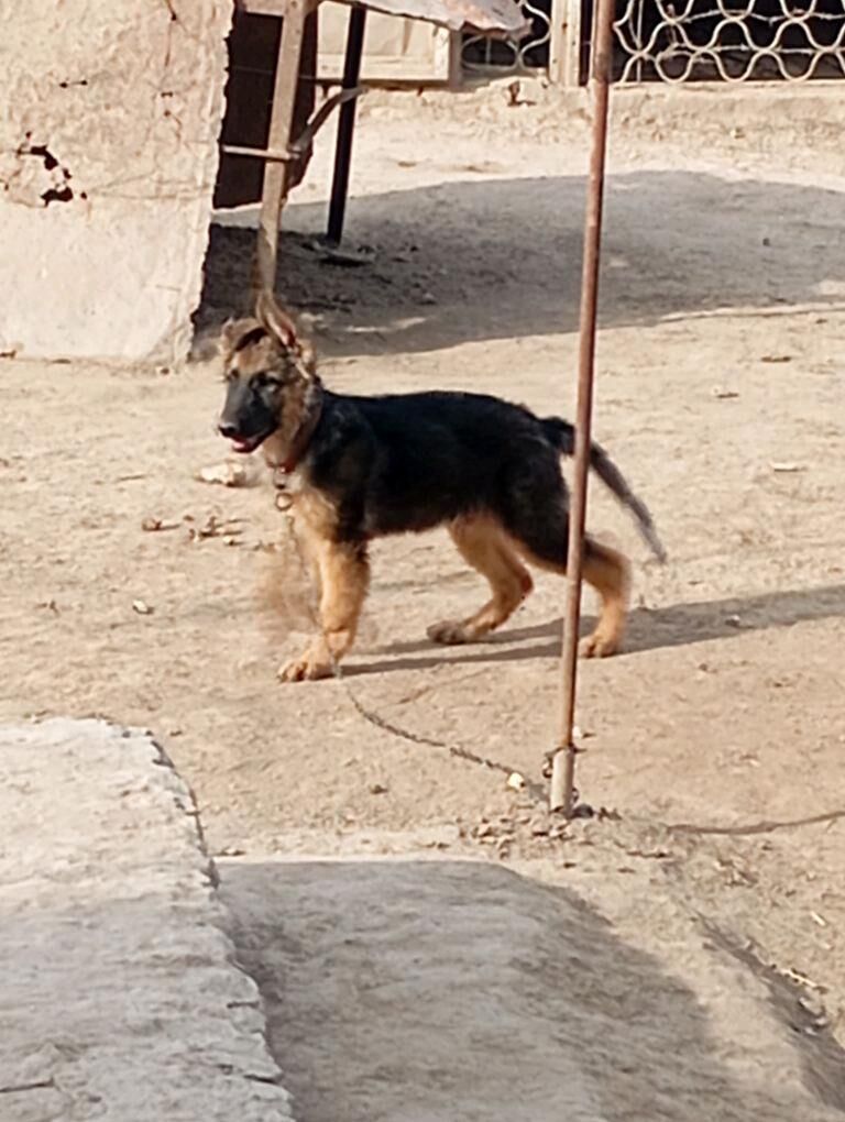 Немецкий Афчараа - Дашогуз - img 3