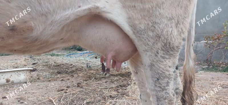 goleli syggyr - Türkmenabat - img 2