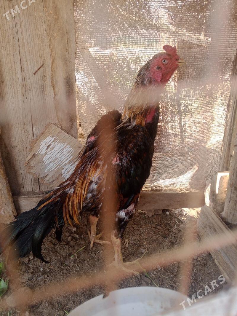 horaz jujeler - Фарап - img 1