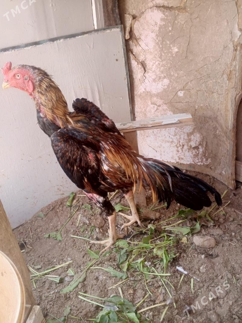 horaz jujeler - Фарап - img 3