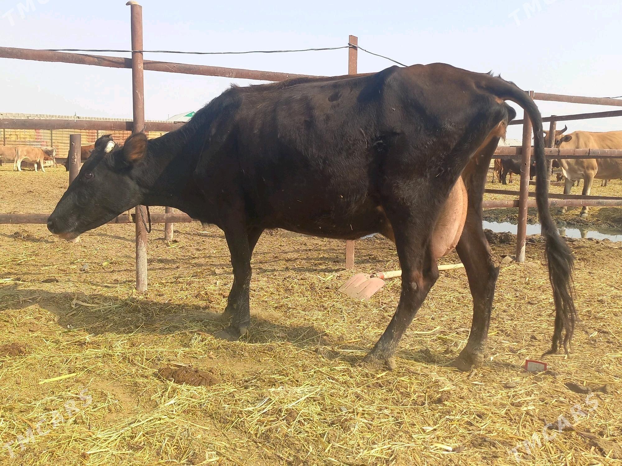 göleli. - Векильбазар - img 5