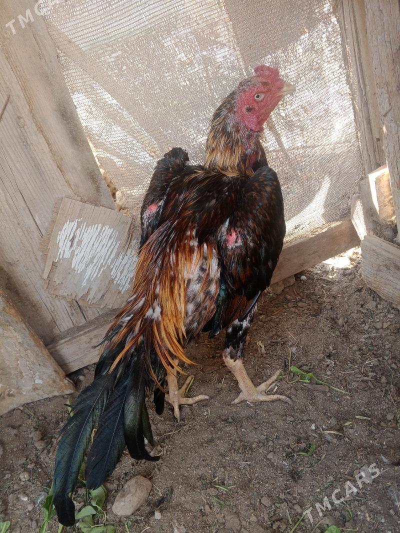 horaz jujeler - Фарап - img 4