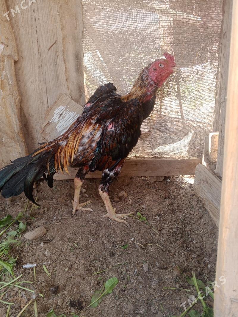 horaz jujeler - Фарап - img 2