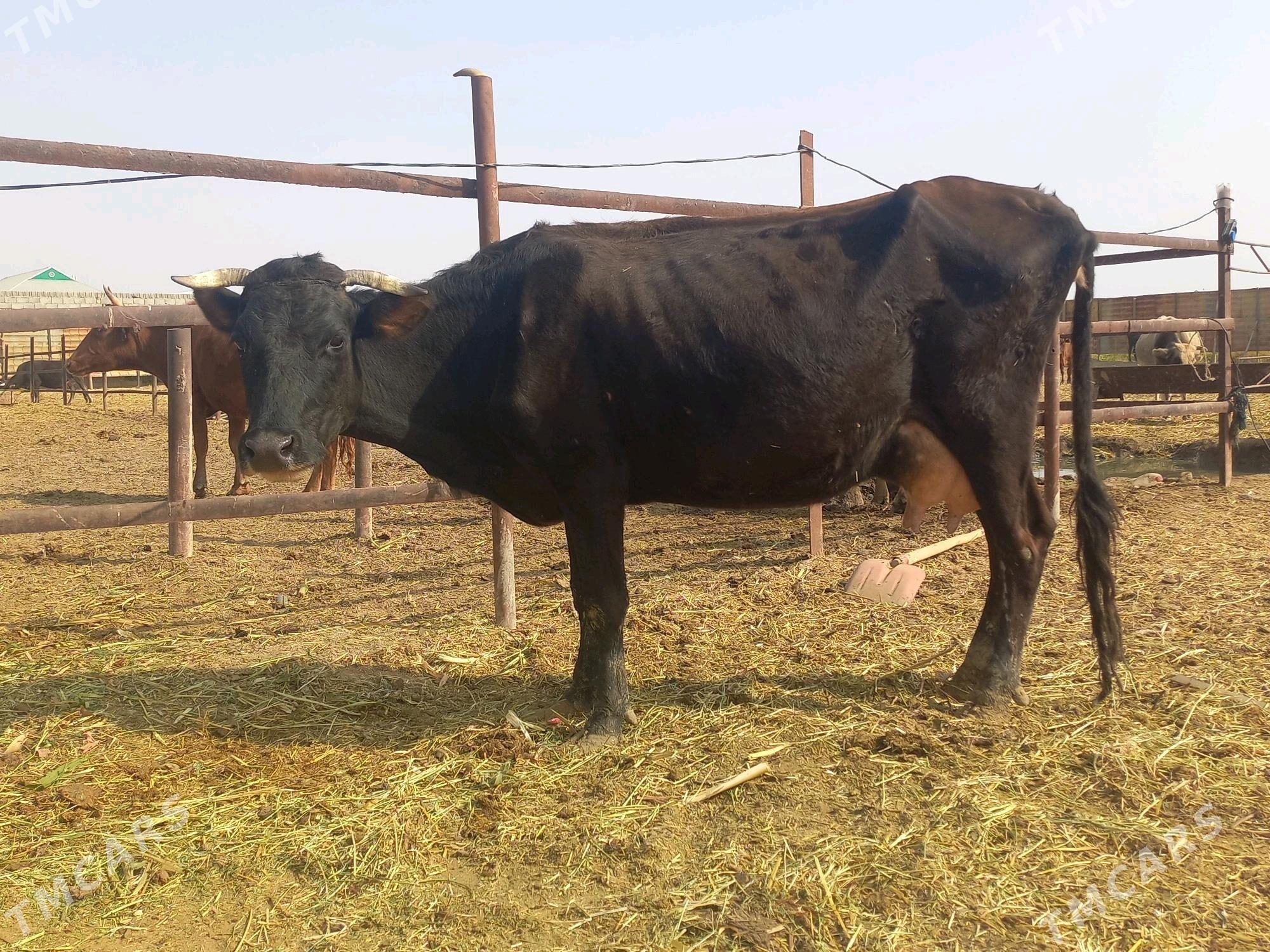 göleli. - Векильбазар - img 6