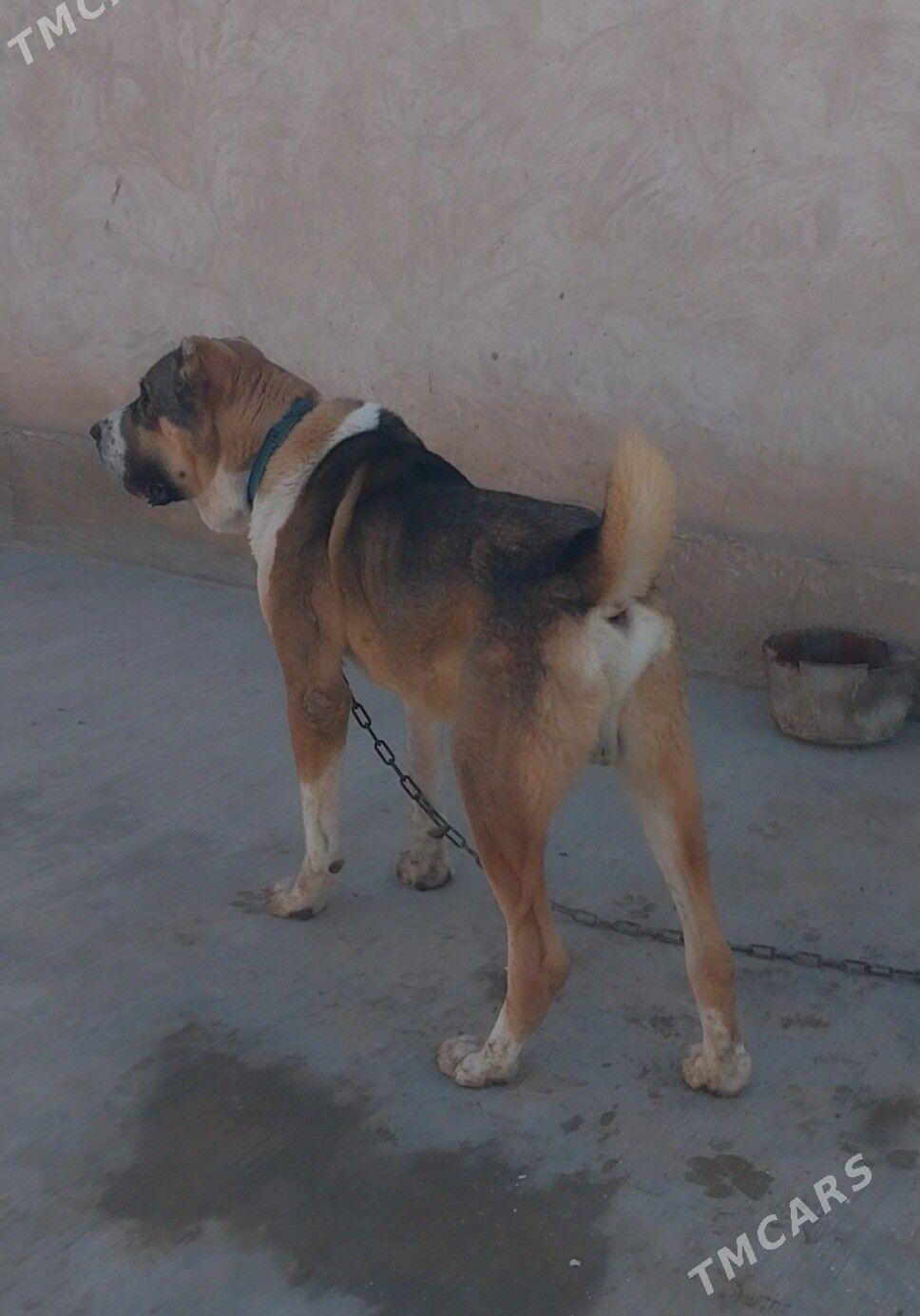 Alabaý - Гороглы (Тагта) - img 2