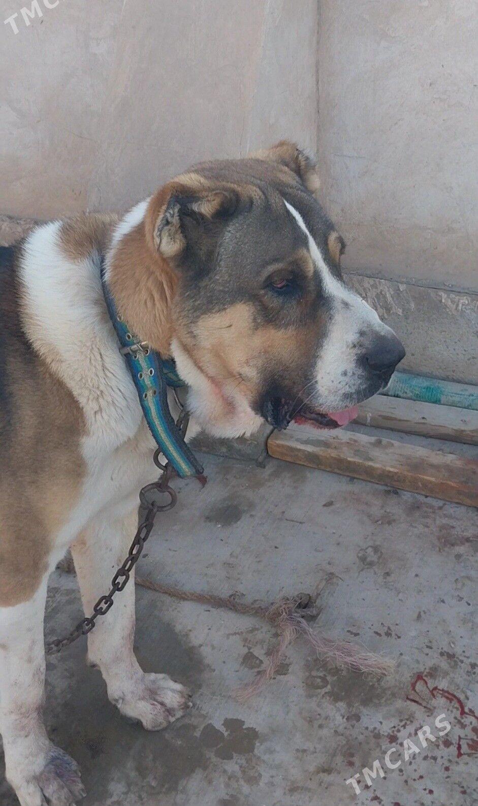 Alabaý - Гороглы (Тагта) - img 3