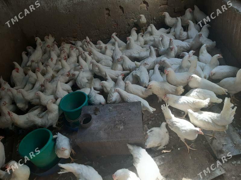 Ak towyk - Мары - img 1